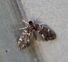 Narycia duplicella