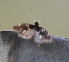 Narycia duplicella