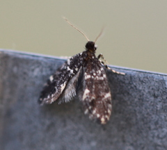 Narycia duplicella