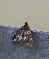 Narycia duplicella