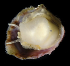 Crepipatella lingulata