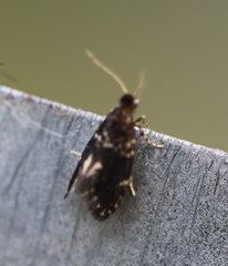 Narycia duplicella