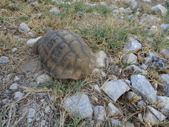 Testudo hermanni