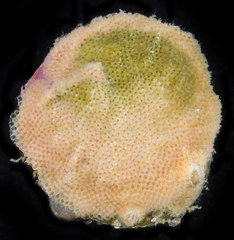 Crepipatella lingulata