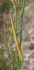 Episcopomantis chalybea