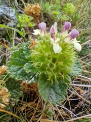 Teucrium pyrenaicum