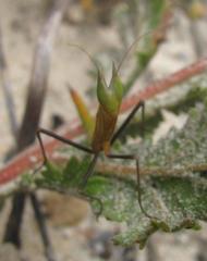 Episcopomantis chalybea
