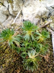 Saxifraga