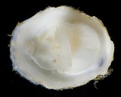 Crepidula nummaria