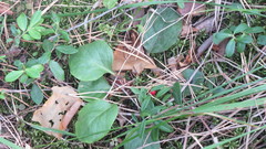 Pyrola minor