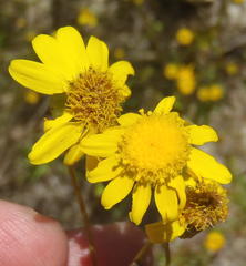 Senecio juniperinus juniperinus
