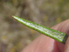 Senecio juniperinus juniperinus