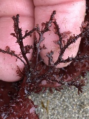 Microcladia coulteri