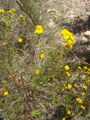 Senecio juniperinus juniperinus