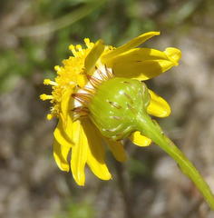 Senecio juniperinus juniperinus