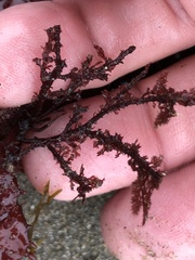 Microcladia coulteri