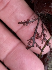 Microcladia coulteri