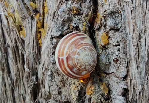 Mediteranska pužica (Eobania vermiculata)