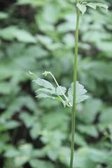 Actaea dahurica