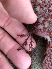 Microcladia coulteri