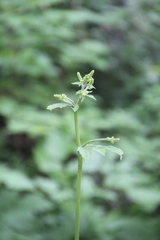 Actaea dahurica