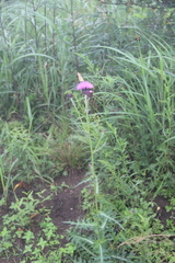 Cirsium maackii