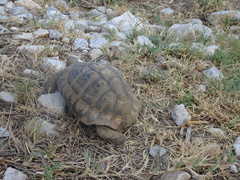 Testudo hermanni