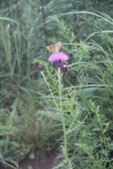 Cirsium maackii