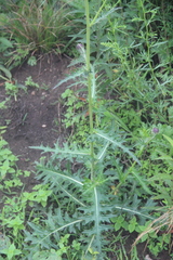 Cirsium maackii