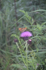 Cirsium maackii
