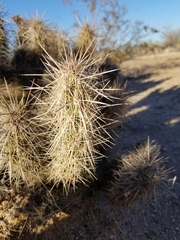 Grusonia kunzei