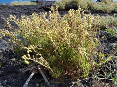 Spergularia azorica