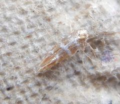 Argyresthia trifasciata