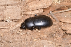 Coelometopus clypeatus