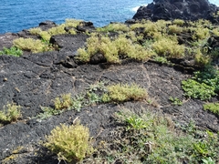 Spergularia azorica