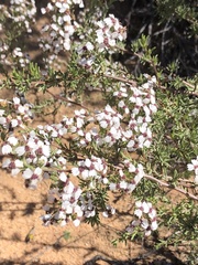 Eriocephalus punctulatus