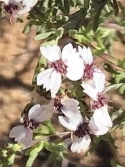 Eriocephalus punctulatus