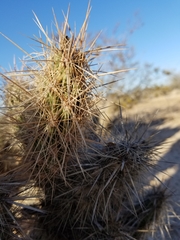 Grusonia kunzei