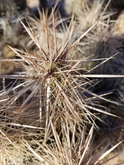 Grusonia kunzei