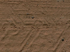 Motacilla capensis capensis