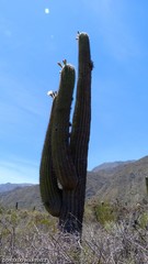 Trichocereus terscheckii