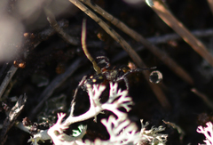 Callilepis nocturna
