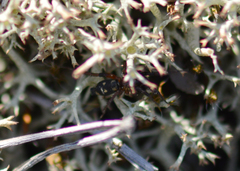Callilepis nocturna