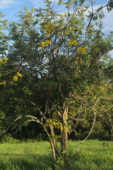 Handroanthus obscurus