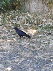 Corvus brachyrhynchos