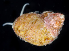 Eulithidium comptum