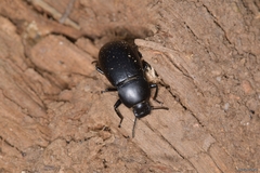 Coelometopus clypeatus