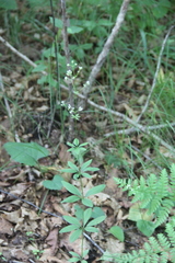 Galium maximowiczii