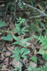 Galium maximowiczii