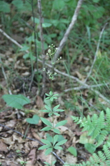 Galium maximowiczii